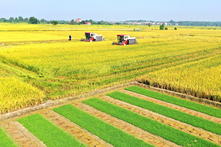 上高縣新界埠鎮洲上村村民在收割早稻。陳旗海攝
