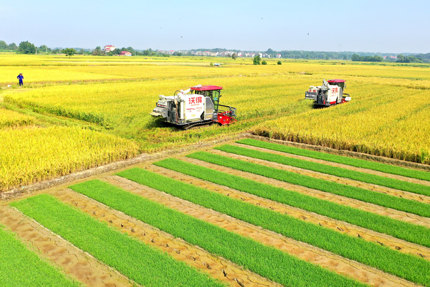 上高縣新界埠鎮洲上村村民在收割早稻。陳旗海攝