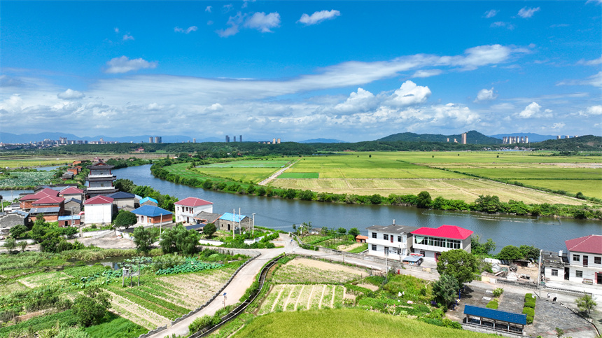 江西省共青城市金湖鄉五合村美景如畫。潘成攝