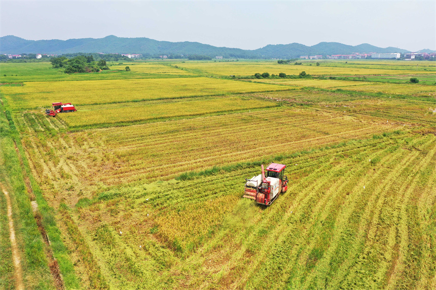 農民正駕駛農機在收割早稻。饒方其攝