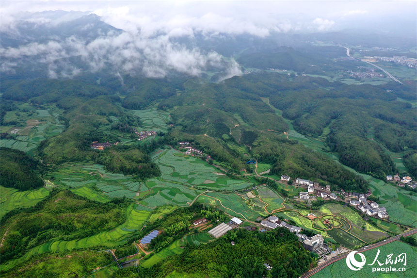 航拍鏡頭下，姚西村的千畝蓮池宛如一幅生動的田園水墨畫。人民網記者 時雨攝