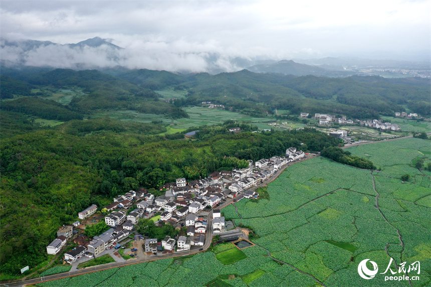 航拍鏡頭下，姚西村的千畝蓮池宛如一幅生動的田園水墨畫。人民網記者 時雨攝