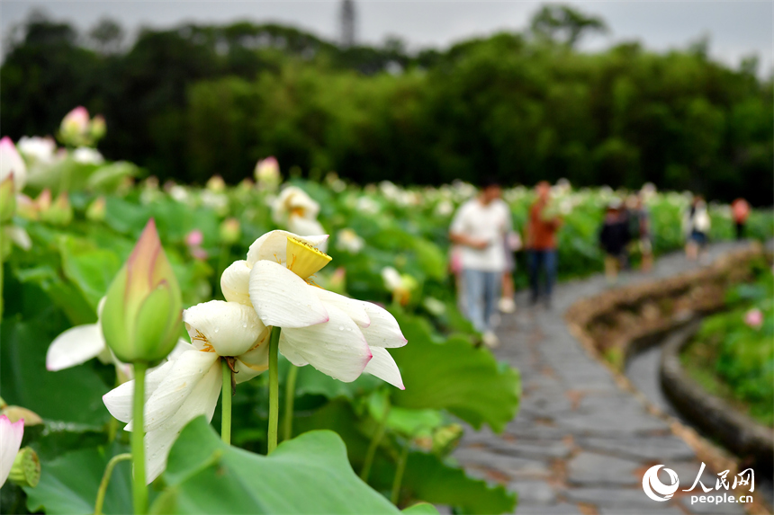 游客們在蓮池便道上賞花。人民網記者 時雨攝