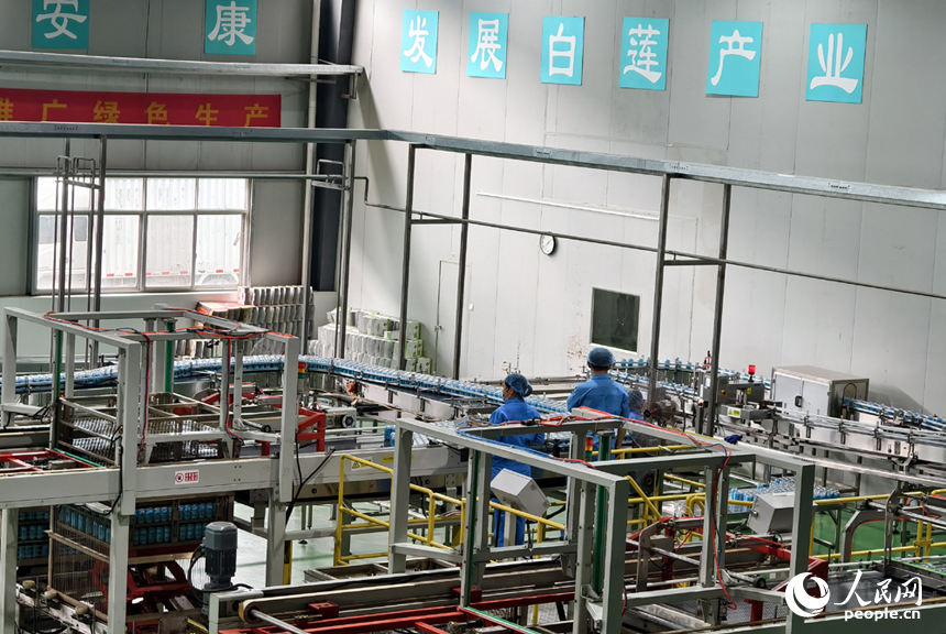在廣昌縣一家白蓮深加工企業內，工人們正在車間作業。人民網記者 時雨攝
