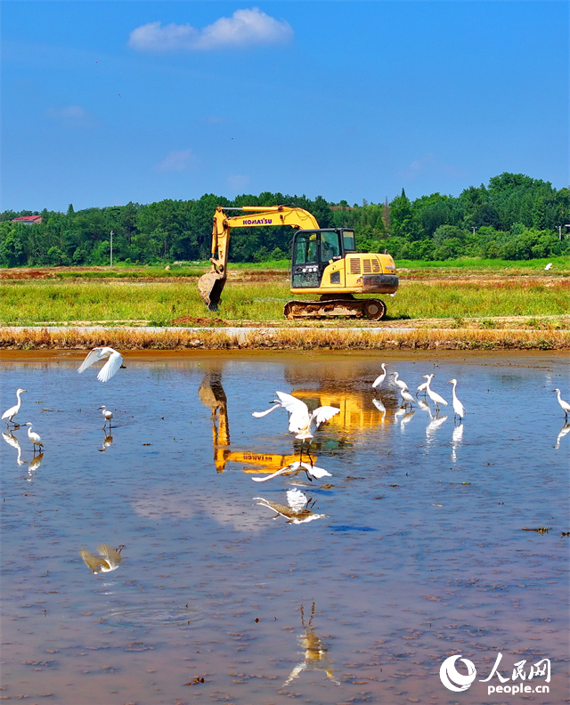 村民駕駛挖掘機在修整高標準農田機耕道，成群的鷺鳥在周邊自由覓食、嬉戲。人民網 朱海鵬攝