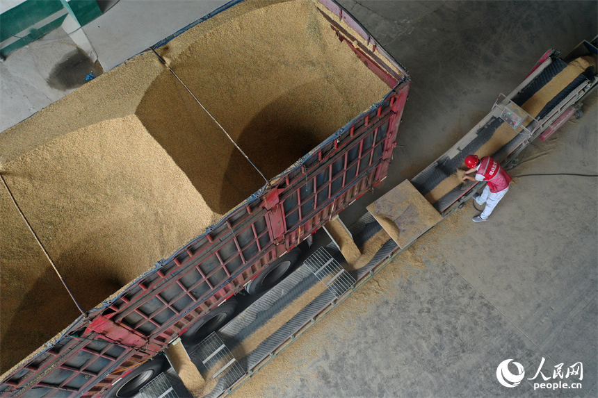 運糧車正在卸糧，現場監督人員正在對入庫早稻進行隨機查驗。人民網記者 時雨攝