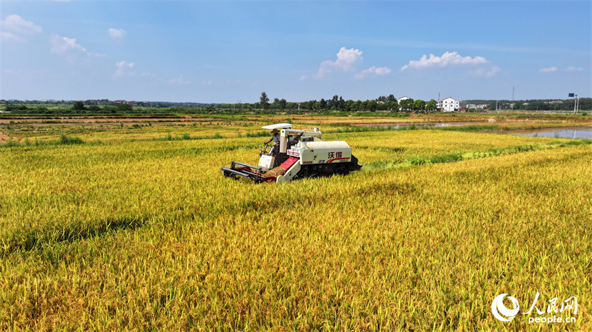 豐城市同田鄉河口村，農機手開著收割機在收割早稻。人民網 朱海鵬攝