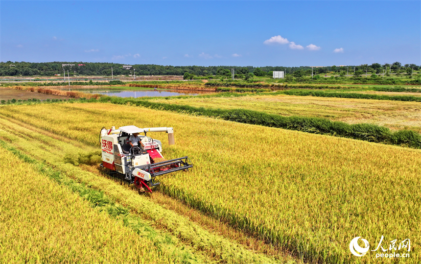 豐城市同田鄉河口村，農機手開著收割機在收割早稻。人民網 朱海鵬攝