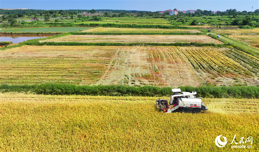 豐城市同田鄉河口村，農機手開著收割機在收割早稻。人民網 朱海鵬攝