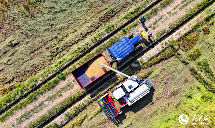 豐城市同田鄉河口村，農機手開著收割機在收割早稻。人民網 朱海鵬攝
