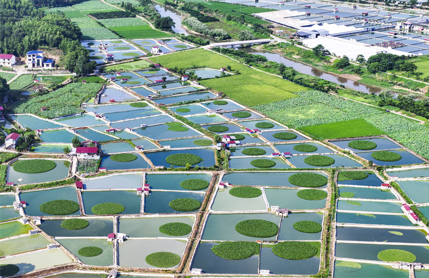甲魚養殖塘星羅棋布、色彩斑斕。謝東攝