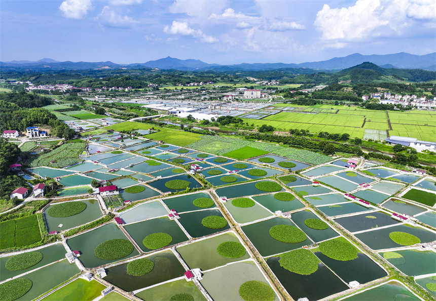 甲魚養殖塘星羅棋布、色彩斑斕。謝東攝