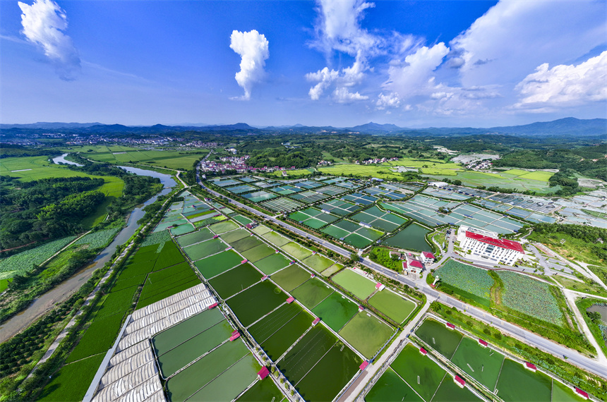 甲魚養殖塘星羅棋布、色彩斑斕。謝東攝