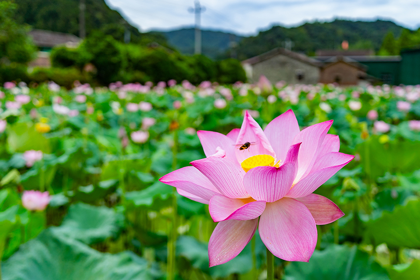 7月22日，江西省金溪縣秀谷鎮馬街村委會符竹村荷花綻放。