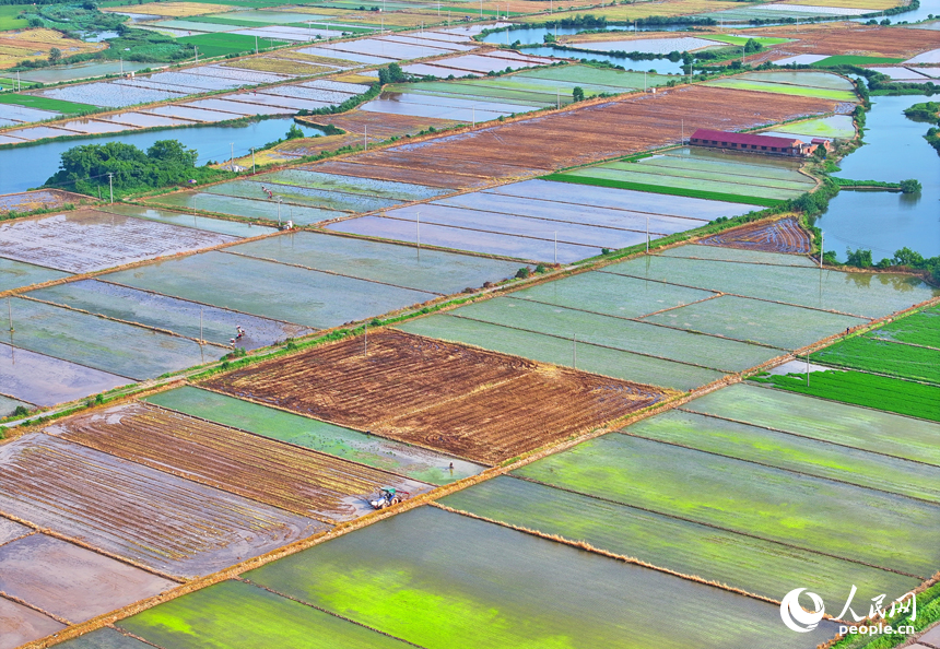豐城市小港鎮沙埂村，連片的高標準農田色彩斑斕。人民網 朱海鵬攝