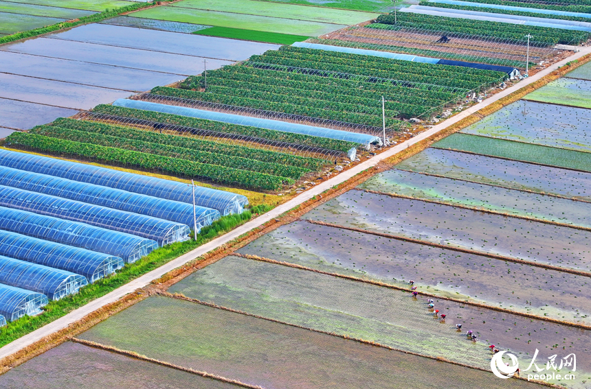 豐城市小港鎮沙埂村高標準農田晚稻種植基地，村民在田間插秧。人民網 朱海鵬攝
