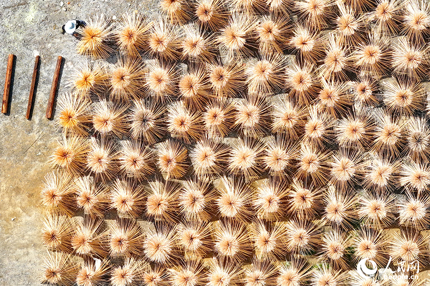 贛州市大余縣黃龍鎮大龍村毛竹加工基地，竹農在曬場晾曬毛竹。人民網 朱海鵬攝