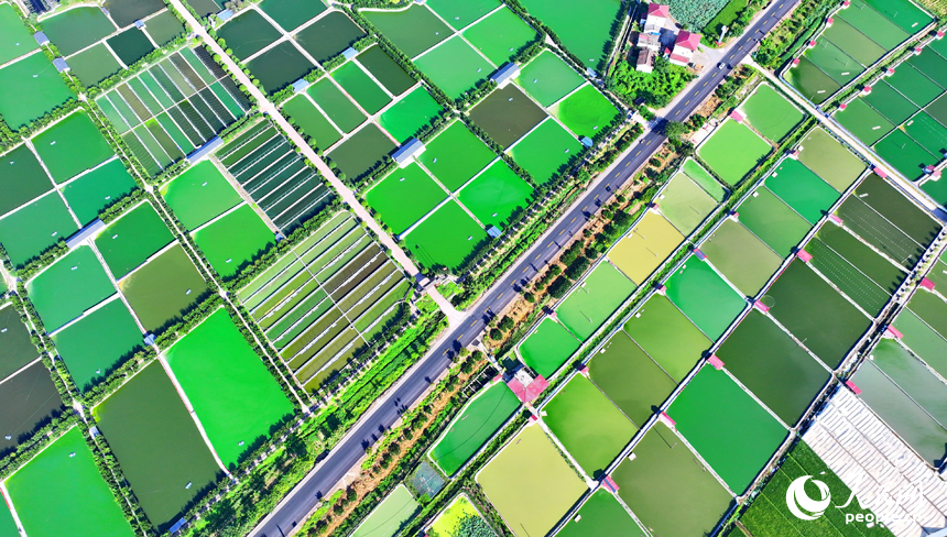 撫州市南豐縣太和鎮丹陽村，公路沿線的水產養殖塘星羅棋布、色彩斑斕，與周邊農房、稻田、青山交相輝映。人民網 朱海鵬攝