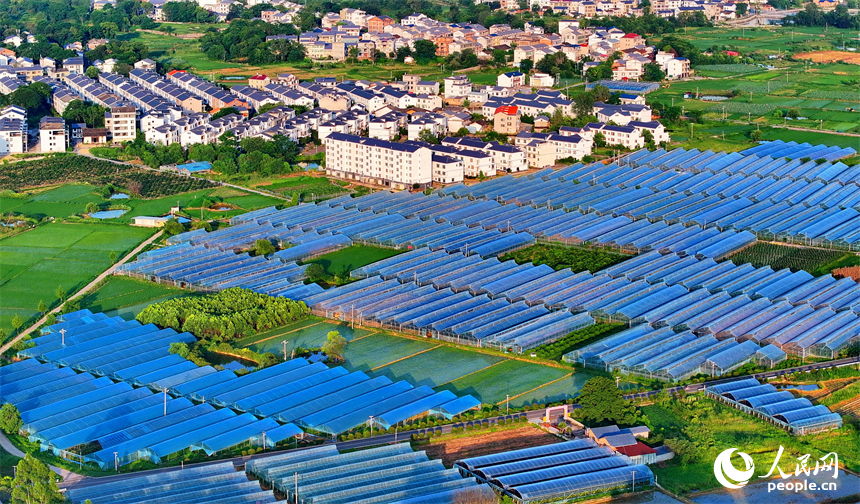 瑞金市黃柏鄉柏村村的果蔬專業合作社，整齊排列的鋼架薄膜大棚與村莊房屋、綠樹群山相互映襯。人民網 朱海鵬攝