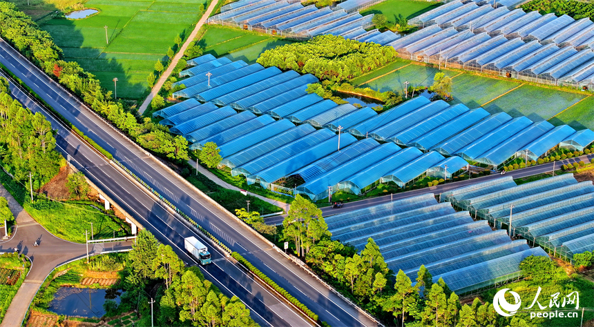 瑞金市黃柏鄉柏村村的果蔬專業合作社，整齊排列的鋼架薄膜大棚與村莊房屋、綠樹群山相互映襯。人民網 朱海鵬攝