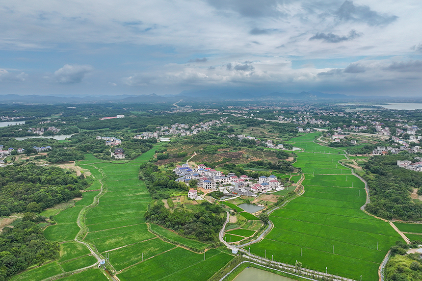 江西共青城市，廣袤的農村大地上一片綠意盎然，山清水秀，呈現出一派生機勃勃的景象。潘成攝