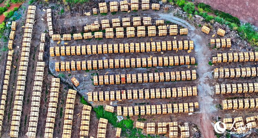 撫州市南豐縣琴江鎮的一處板材加工基地，村民利用晴好天氣的有利時機在晾曬板材半成品。人民網 朱海鵬攝