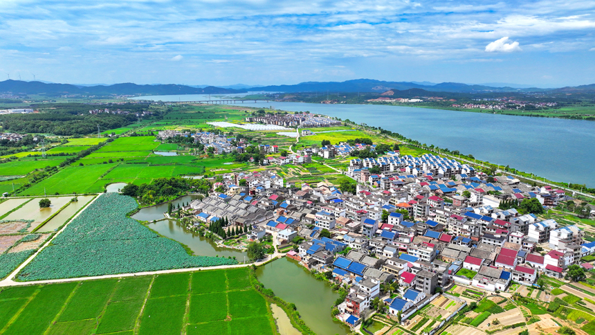 吉水縣金灘鎮雙元村，藍天白云下，秋日荷塘碧葉連天，勾勒出一幅和諧共生的田園畫卷。廖敏攝