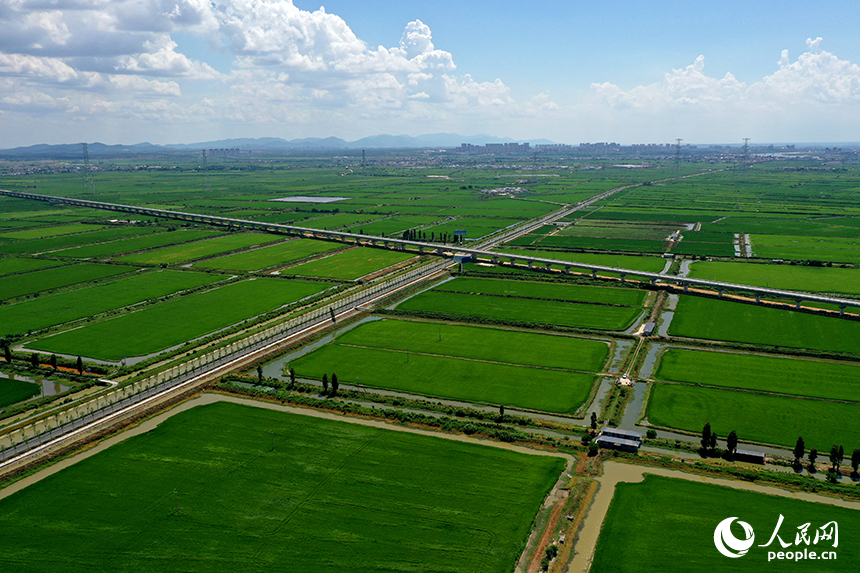 江西省永修縣三角鄉，“稻蝦連作”的沃野上，連片中稻在微風中泛起層層碧浪，宛如綠色海洋。人民網記者 時雨攝