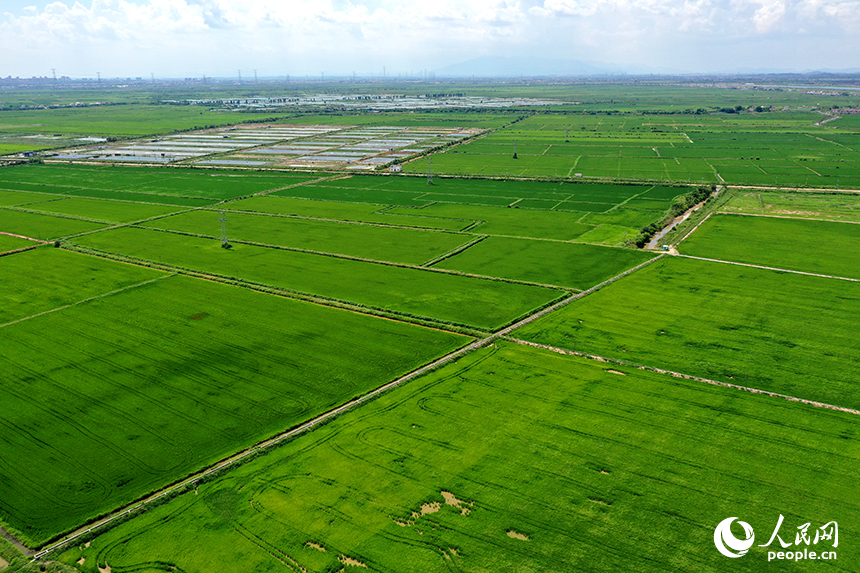 江西省永修縣三角鄉，“稻蝦連作”的沃野上，連片中稻在微風中泛起層層碧浪，宛如綠色海洋。人民網記者 時雨攝