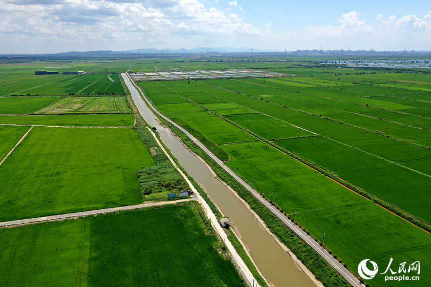 江西省永修縣三角鄉，“稻蝦連作”的沃野上，連片中稻在微風中泛起層層碧浪，宛如綠色海洋。人民網記者 時雨攝