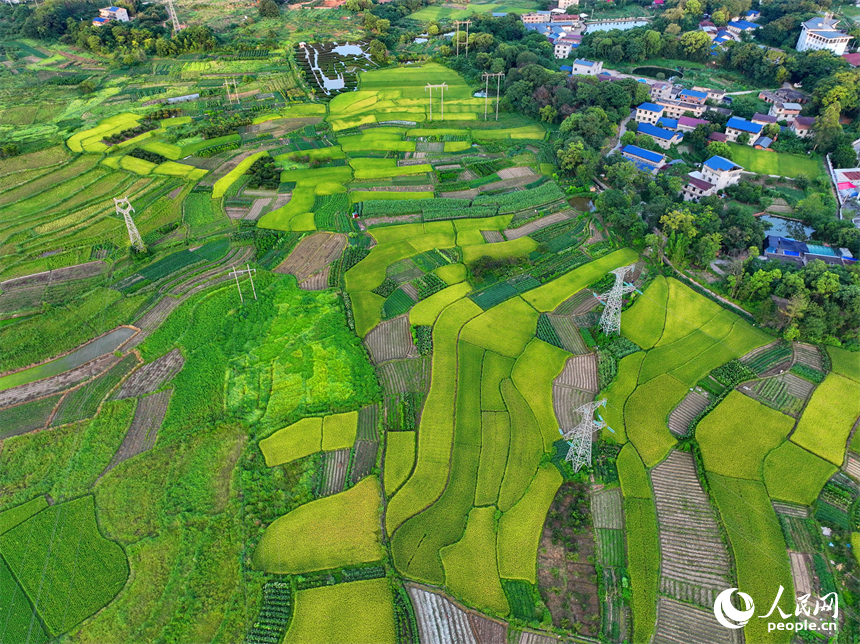 瑞金市黃柏鄉瑞律村，稻谷漸黃、阡陌縱橫。人民網 朱海鵬攝