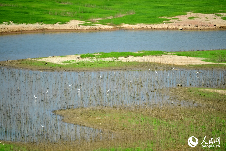 候鳥在即將見底的湖底覓食。人民網記者 時雨攝