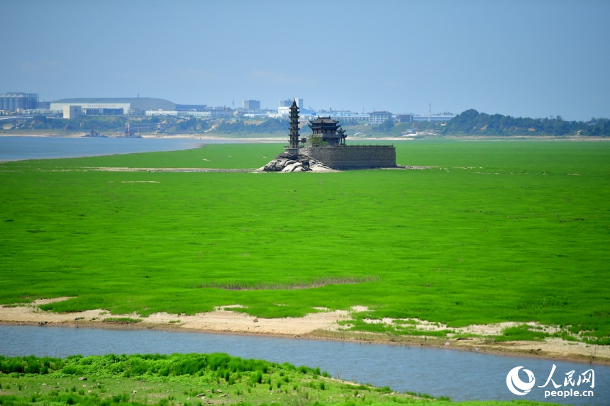 受鄱陽湖低水位影響，往年同期淹沒在湖水中的落星墩今年矗立在“草原”之中。人民網記者 時雨攝
