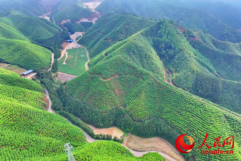 大余縣浮江鄉生態修復后的礦山綠意盎然。人民網 朱海鵬攝