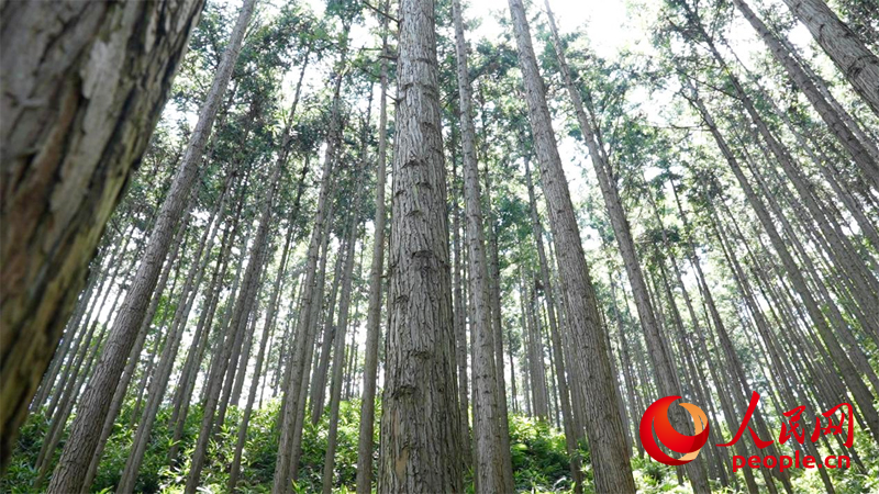 連片的杉木間距均勻。人民網 孔文進攝