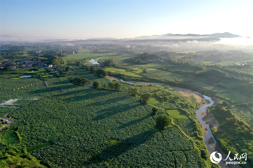 400余畝紅蓮競相綻放，與20余棵百年古樟交織成“蓮田疊翠、古木參天”的詩意景觀。人民網記者 時雨攝