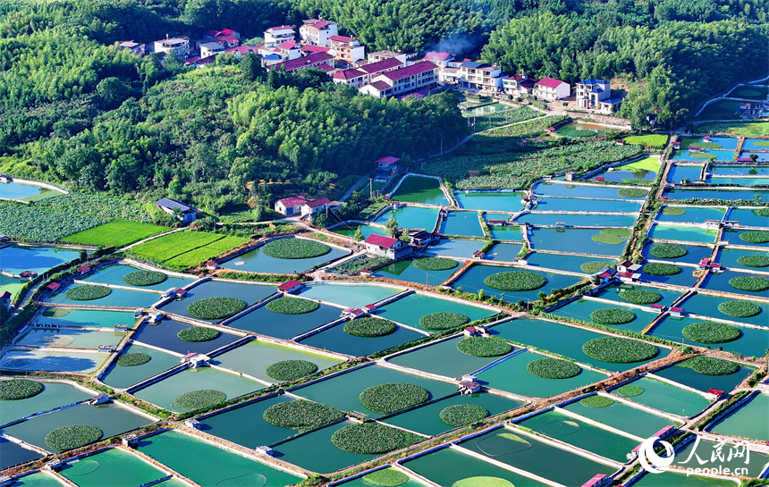 撫州市南豐縣太和鎮丹陽村一帶的甲魚塘星羅棋布，猶如大地調色板。人民網 朱海鵬攝