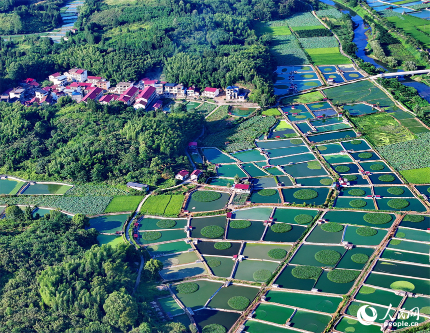撫州市南豐縣太和鎮丹陽村一帶的甲魚塘星羅棋布，猶如大地調色板。人民網 朱海鵬攝