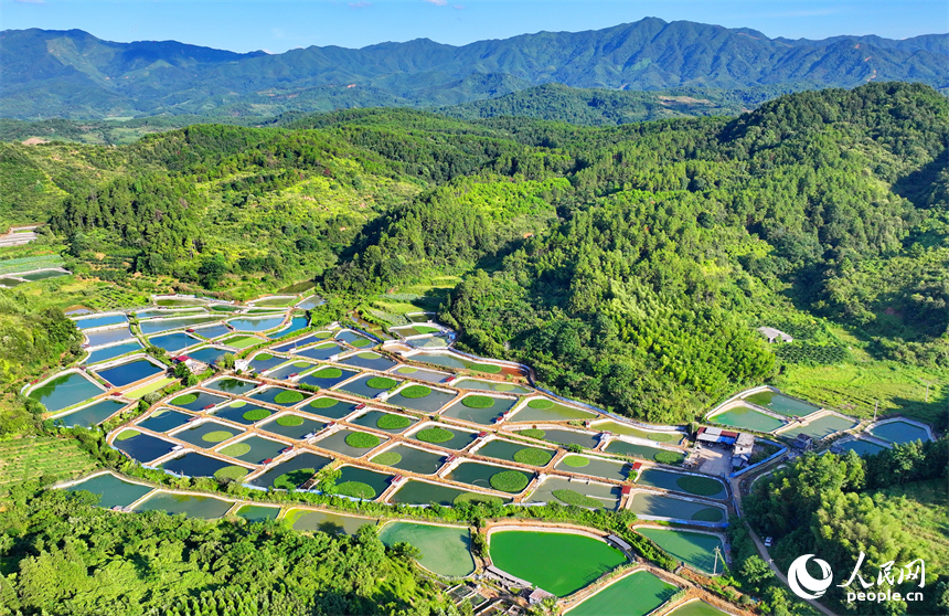 撫州市南豐縣太和鎮丹陽村一帶的甲魚塘星羅棋布，猶如大地調色板。人民網 朱海鵬攝