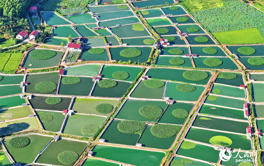 撫州市南豐縣太和鎮丹陽村一帶的甲魚塘星羅棋布，猶如大地調色板。人民網 朱海鵬攝