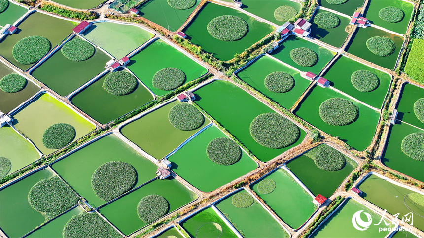 撫州市南豐縣太和鎮丹陽村一帶的甲魚塘星羅棋布，猶如大地調色板。人民網 朱海鵬攝