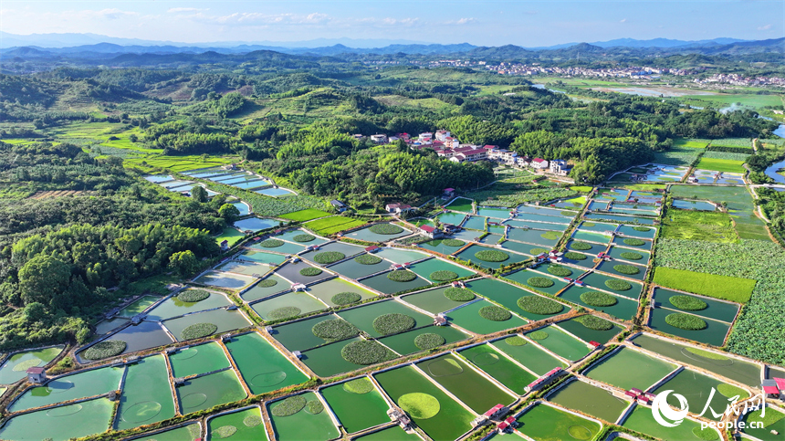撫州市南豐縣太和鎮丹陽村一帶的甲魚塘星羅棋布，猶如大地調色板。人民網 朱海鵬攝