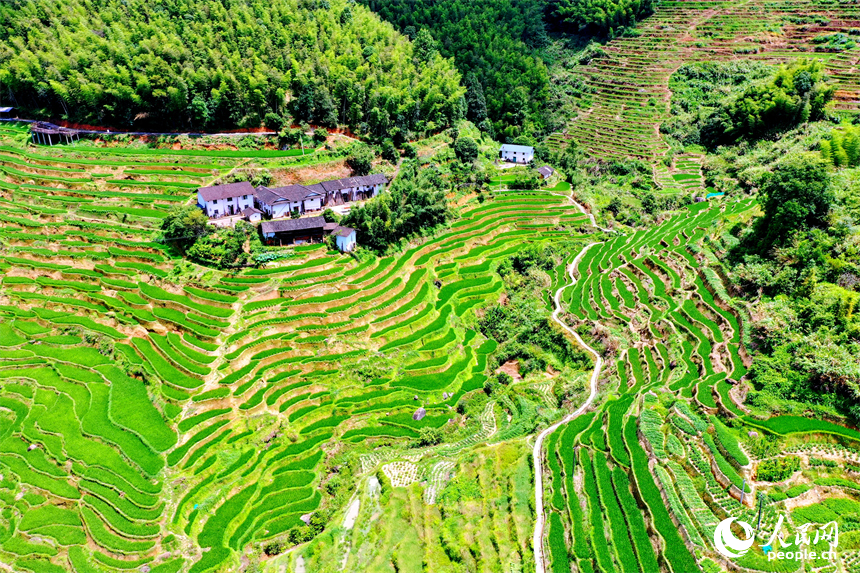 贛州市崇義縣上堡鄉，層層疊疊的梯田沿山勢綿亙蜿蜒，與錯落有致的農房、民宿相互映襯。人民網 朱海鵬攝