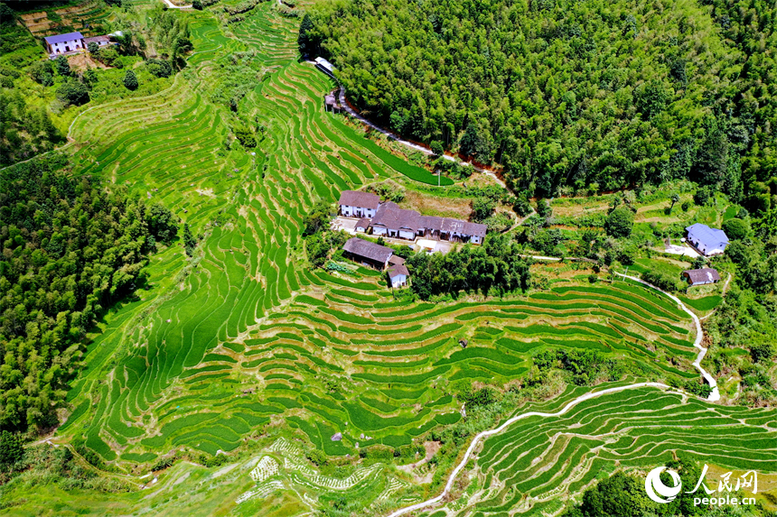 贛州市崇義縣上堡鄉，層層疊疊的梯田沿山勢綿亙蜿蜒，與錯落有致的農房、民宿相互映襯。人民網 朱海鵬攝
