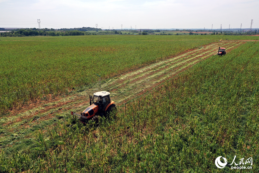 收割機在田間穿梭，收割成熟的芝麻。人民網記者 時雨攝