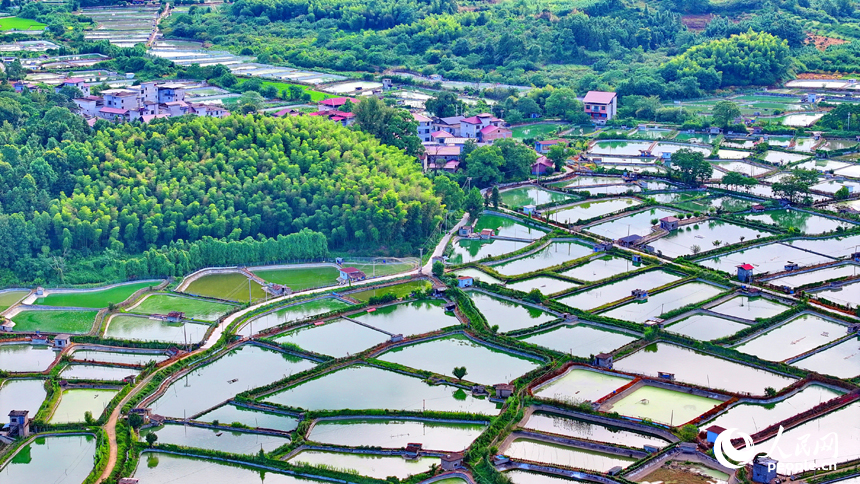 撫州市南豐縣桑田鎮司前村一帶的水產養殖塘星羅棋布，猶如大地調色板。人民網 朱海鵬攝