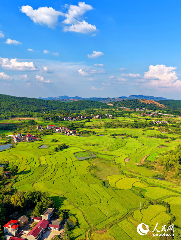 吉安市泰和縣馬市鎮東來村，稻田由青轉黃，農房錯落有致，共同構成一幅秋日鄉村“豐”景圖卷。人民網 朱海鵬攝