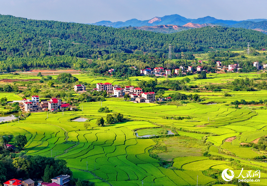 吉安市泰和縣馬市鎮東來村，稻田由青轉黃，農房錯落有致，共同構成一幅秋日鄉村“豐”景圖卷。人民網 朱海鵬攝