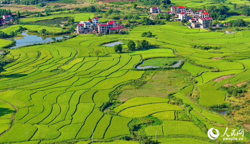 吉安市泰和縣馬市鎮東來村，稻田由青轉黃，農房錯落有致，共同構成一幅秋日鄉村“豐”景圖卷。人民網 朱海鵬攝