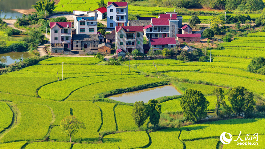 吉安市泰和縣馬市鎮東來村，稻田由青轉黃，農房錯落有致，共同構成一幅秋日鄉村“豐”景圖卷。人民網 朱海鵬攝